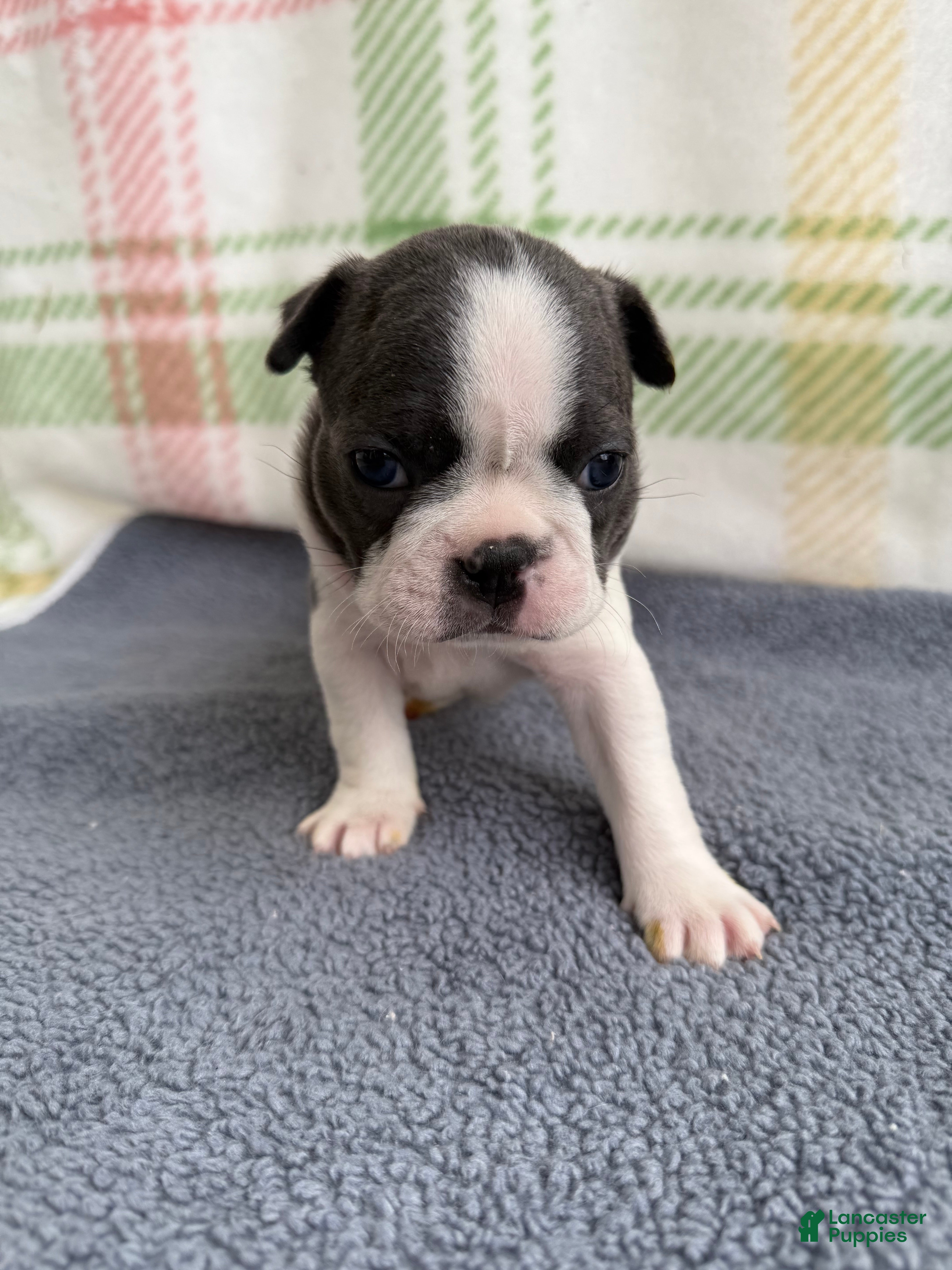 Boston Terrier dogs Boston Terrier 3 (Xena) - Ad 2
