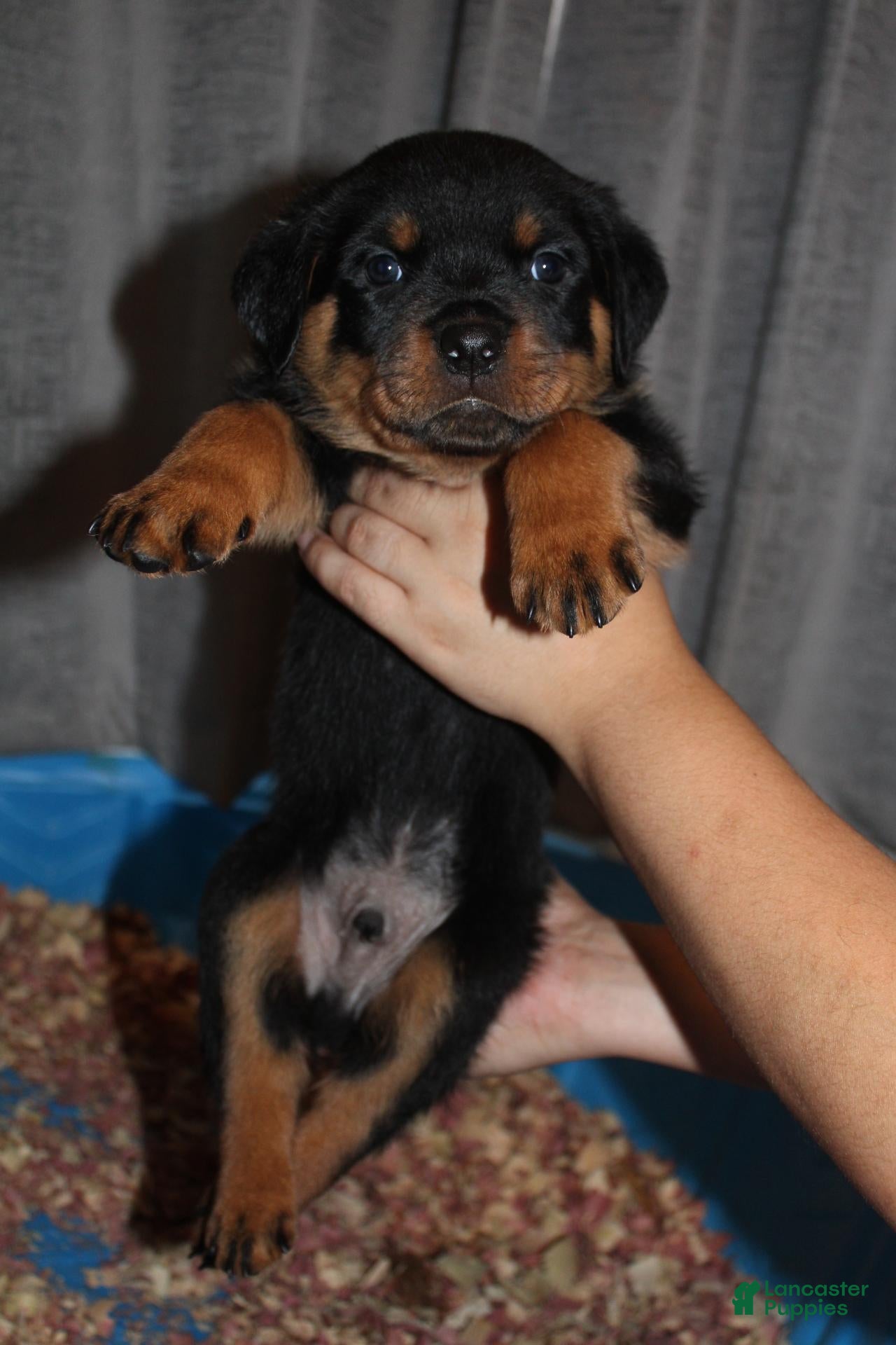 Rottweiler dogs Mr. Blue  - Ad 1
