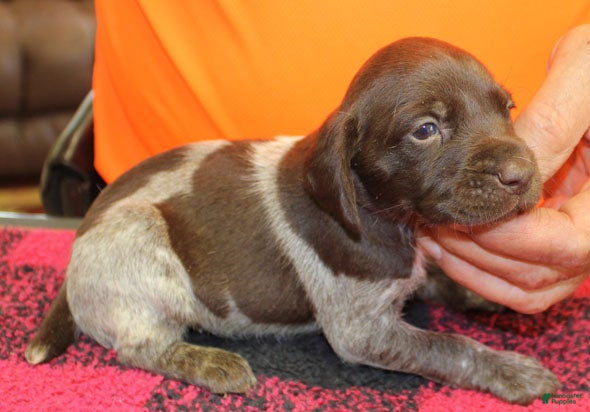German Shorthaired Pointer dogs German Shorthaired Pointer Puppy 9 - Ad 2