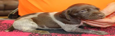 German Shorthaired Pointer Puppy 9