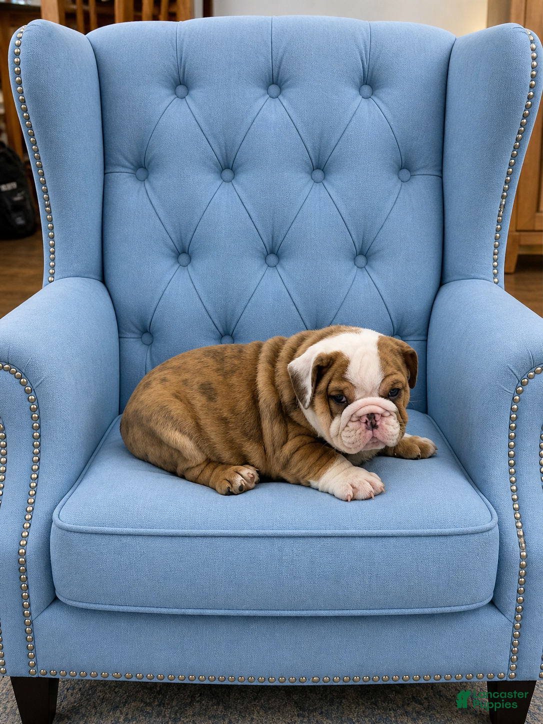 English Bulldog dogs for sale: Bubby - Ad 1
