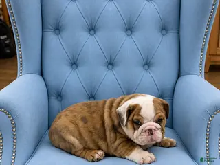 English Bulldog dogs for sale: Bubby - Ad 1