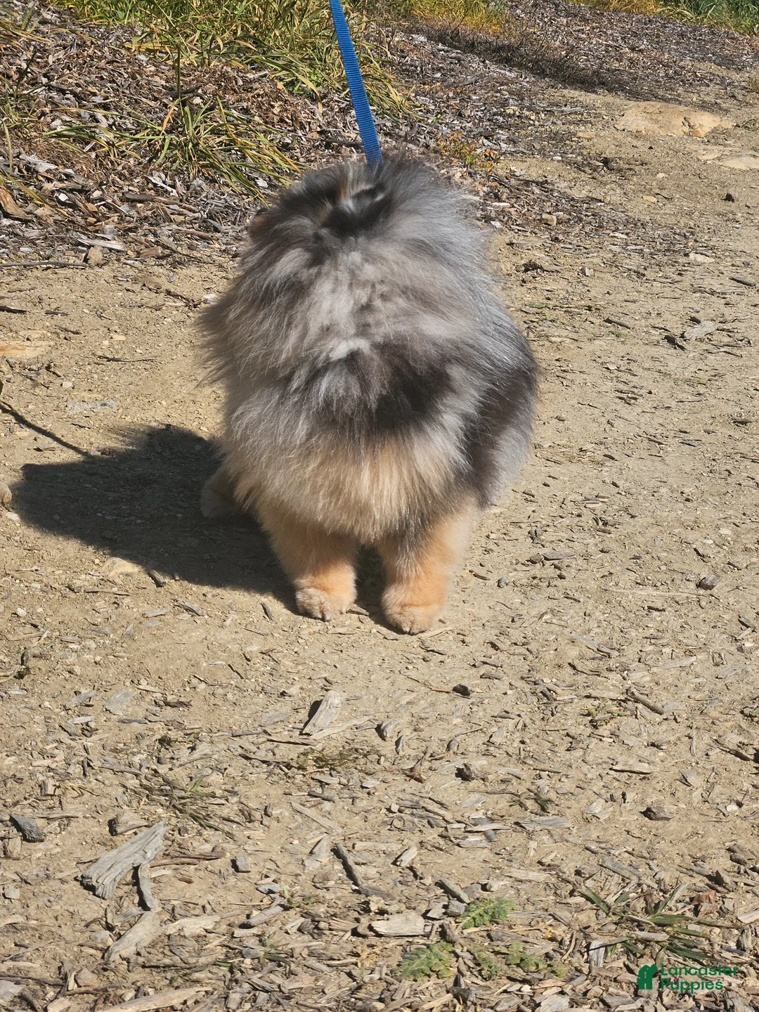 Pomeranian dogs for stud: Larafuego's Oxxo - Ad 2