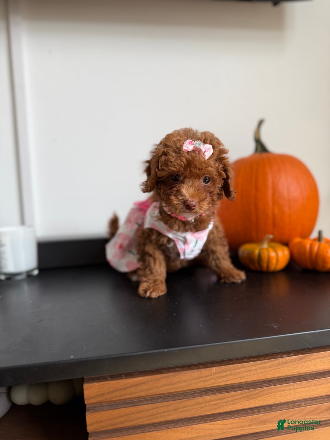 Toy Poodle dogs for sale: Teacup Nadiyah  - Ad 1