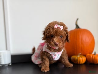 Toy Poodle dogs Teacup Nadiyah - Ad 23