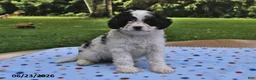Cavapoo dogs for sale: Bubbles - Ad 4