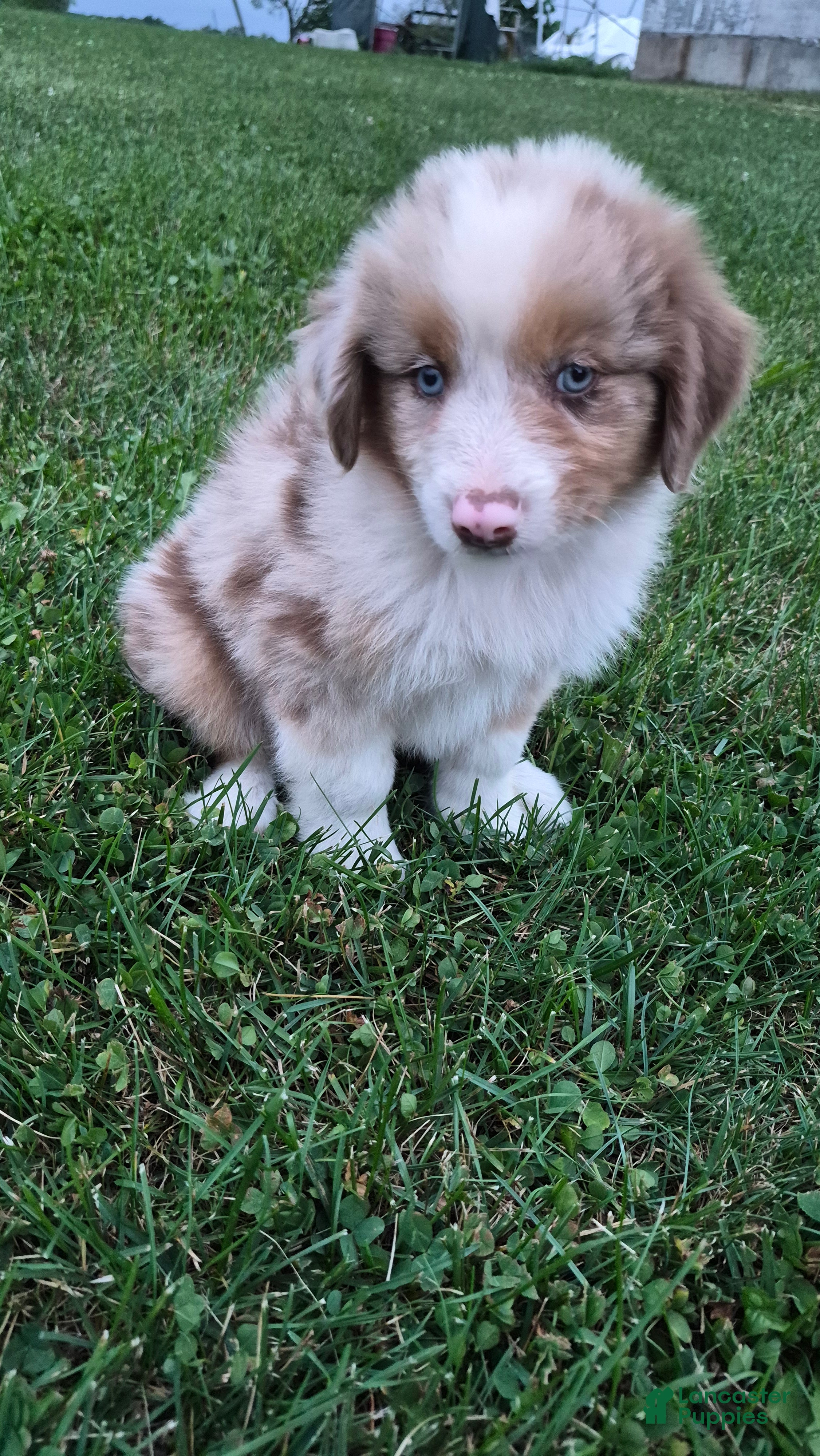 Australian Shepherd dogs Treager, A.S. 1 - Ad 2