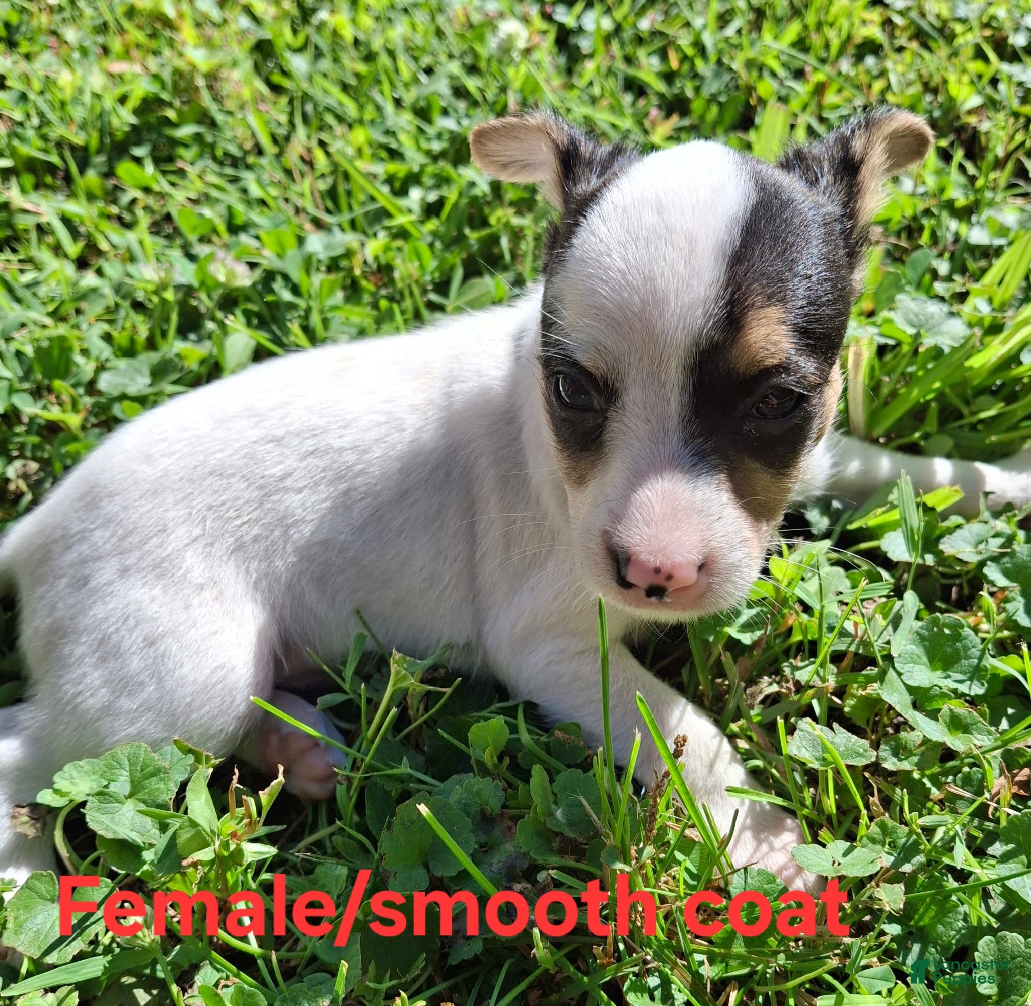 Mixed Breed dogs Mixed Breed Puppy 2 - Ad 42