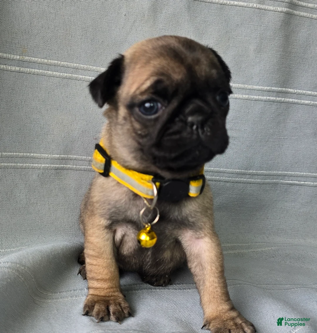 Pug dogs for sale: Jeannie - Ad 8