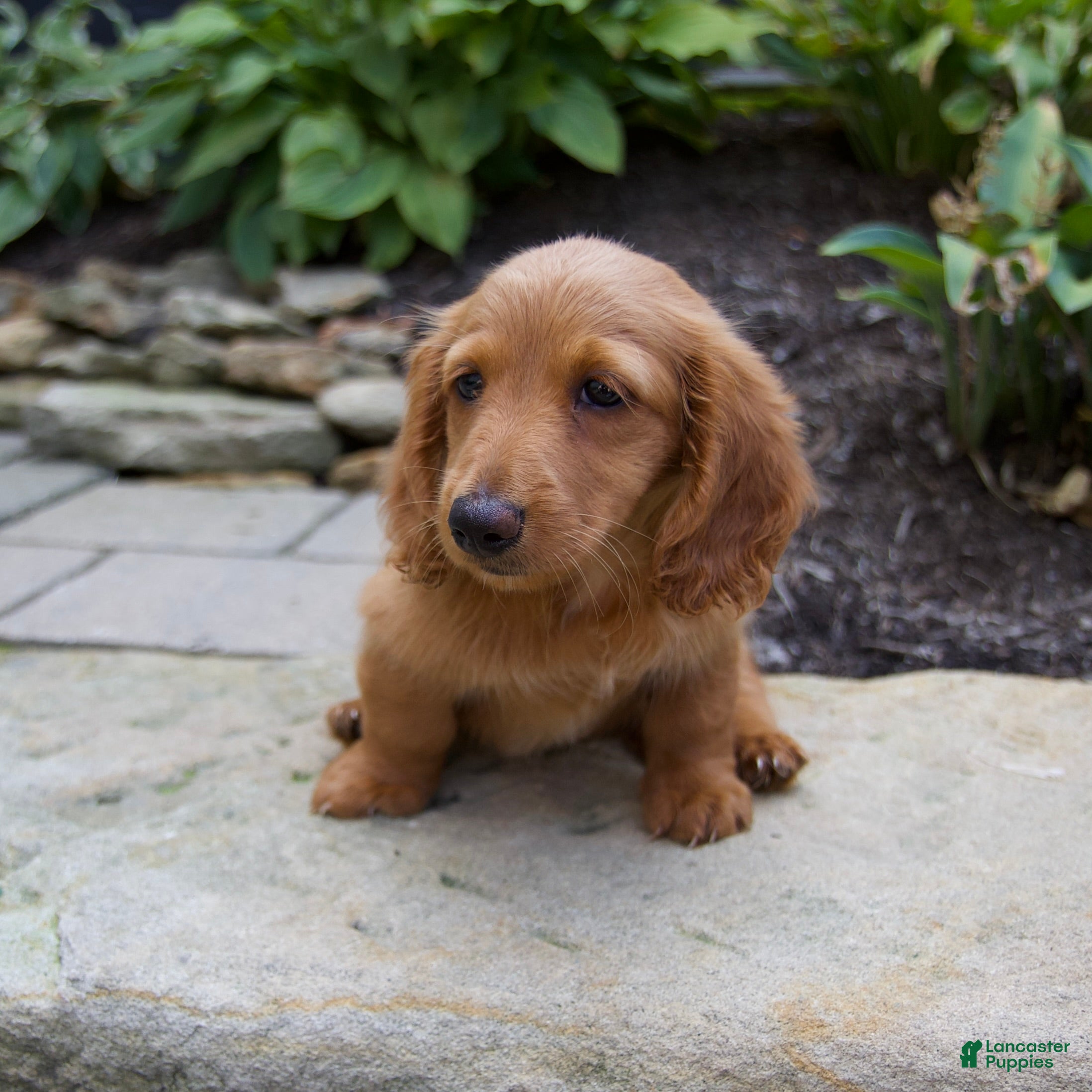 Miniature Dachshund dogs Misty - Ad 2