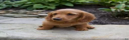 Miniature Dachshund dogs for sale: Misty - Ad 2