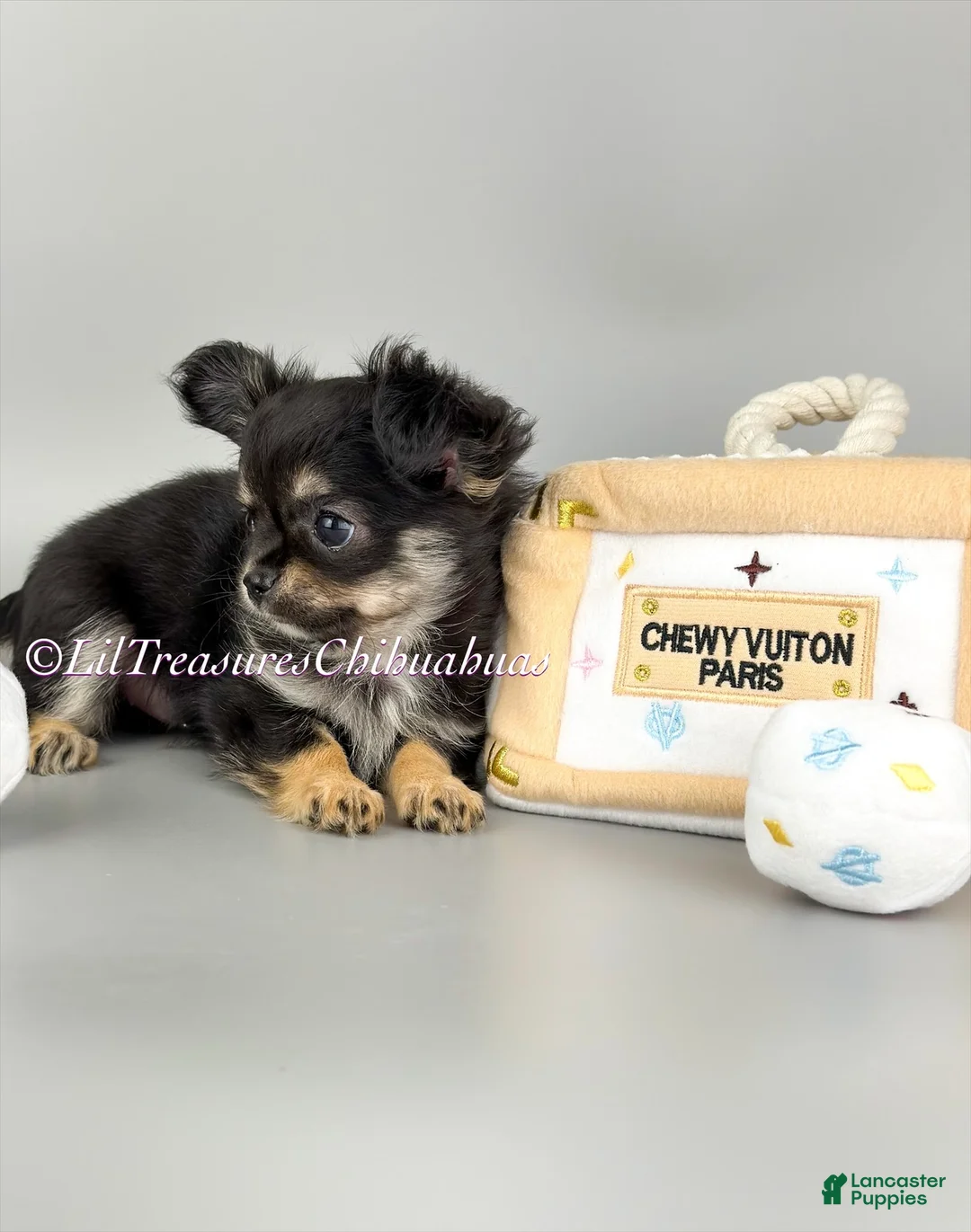 Chihuahua dogs for sale: Nancy - Ad 2