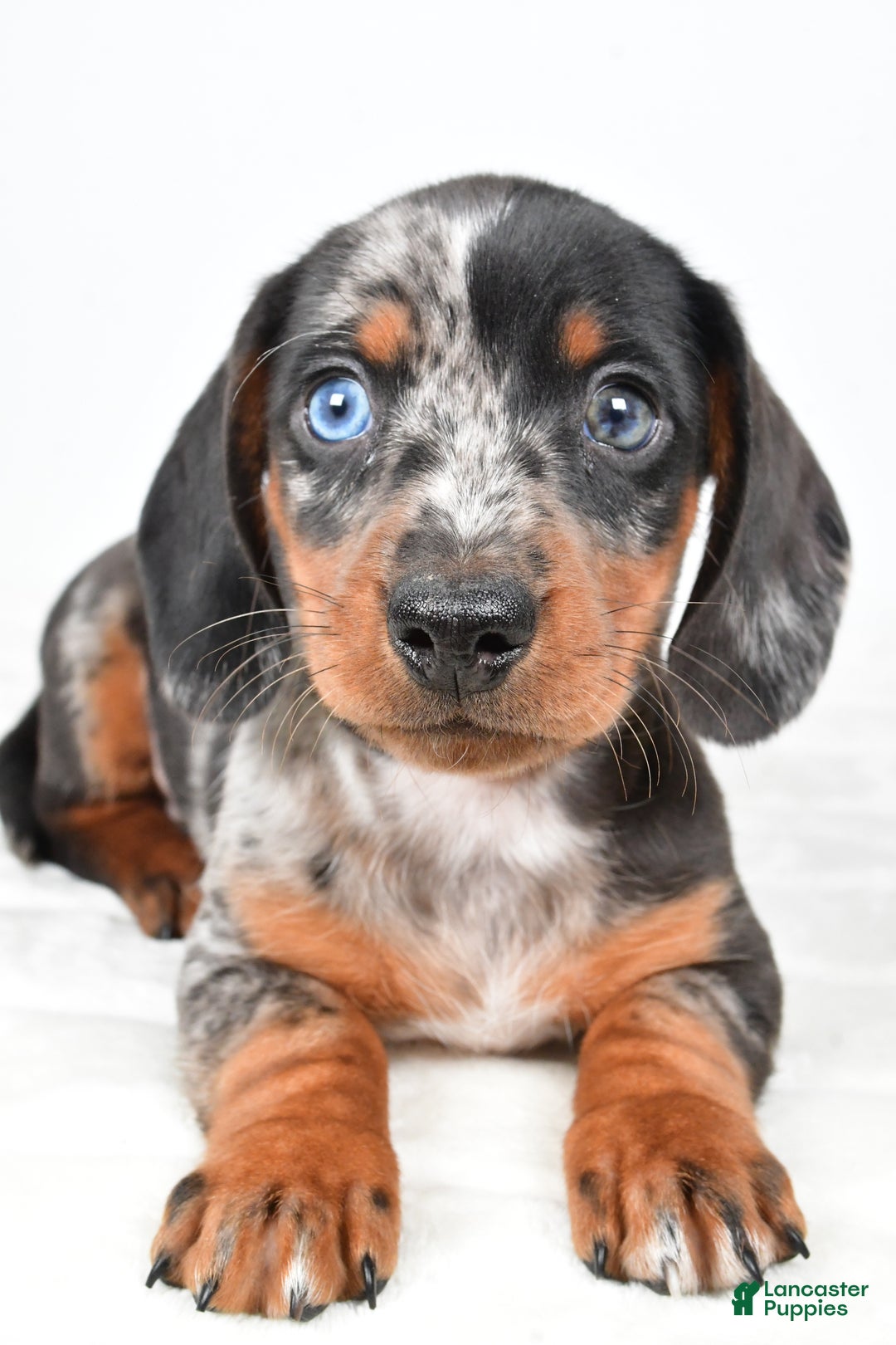 Miniature Dachshund dogs for sale: Theo - Ad 4