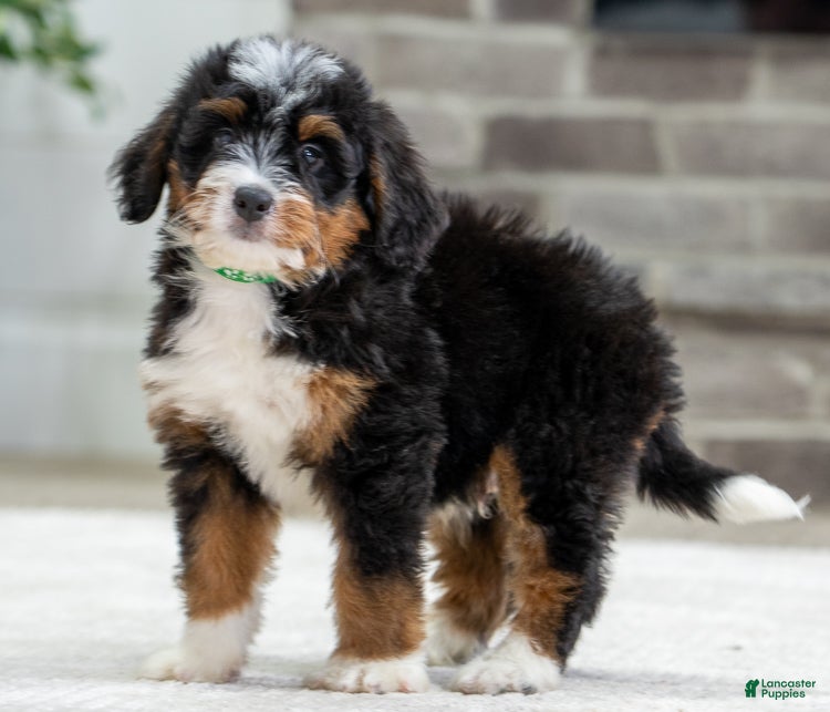 Mini Bernedoodle dogs for sale: Jace - Ad 2