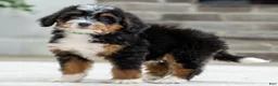 Mini Bernedoodle dogs for sale: Jace - Ad 1