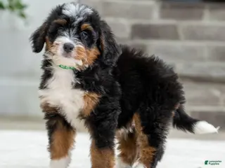 Mini Bernedoodle dogs for sale: Jace - Ad 2