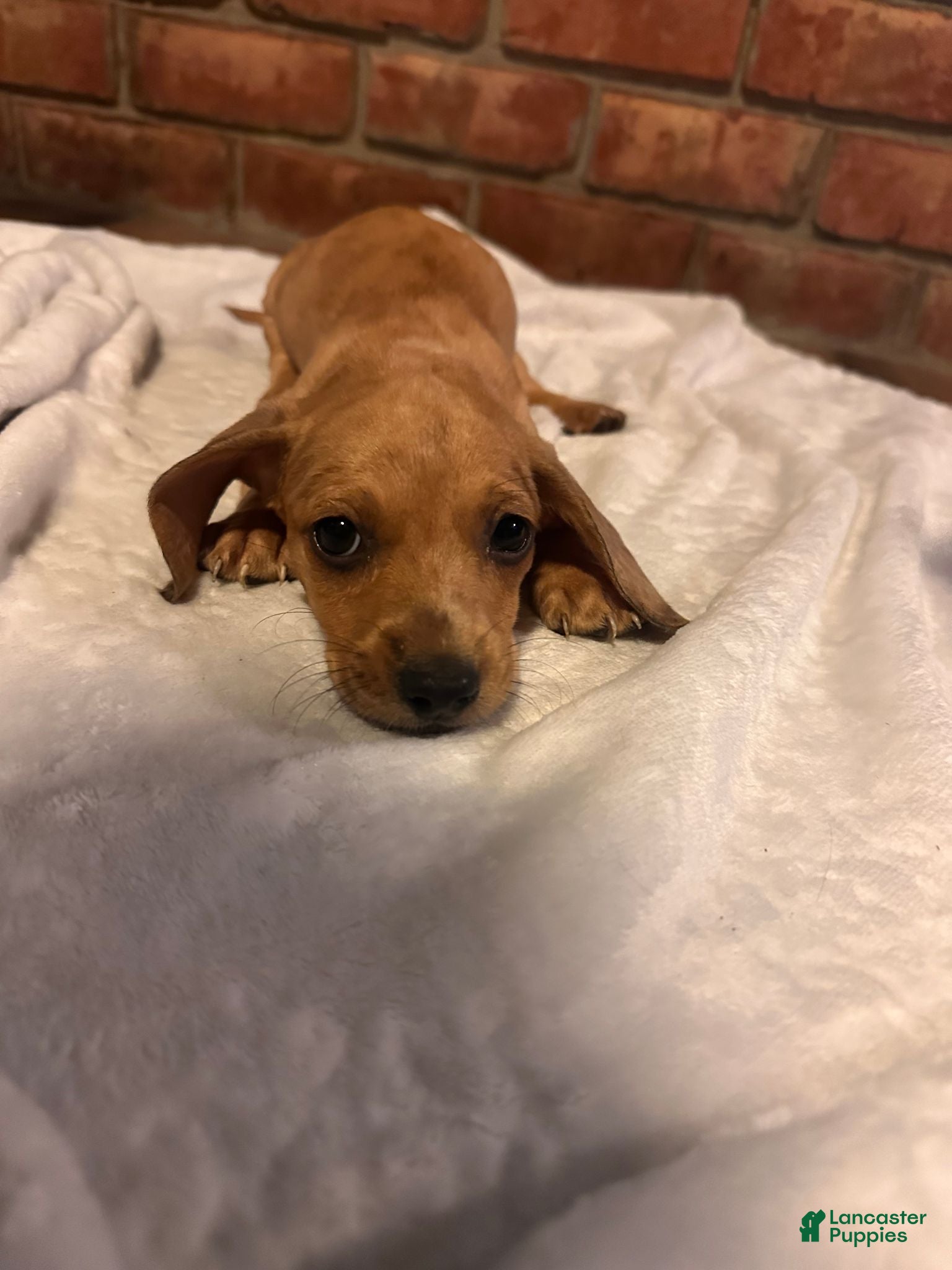 Dachshund dogs Male Two - Ad 1