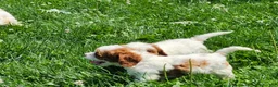 Cavapoo dogs for sale: Ralph  - Ad 8