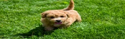 Bichpoo dogs for sale: Kevin 🐶✨ - Ad 9