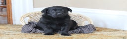 Mixed Breed dogs for sale: Chip  - Ad 5