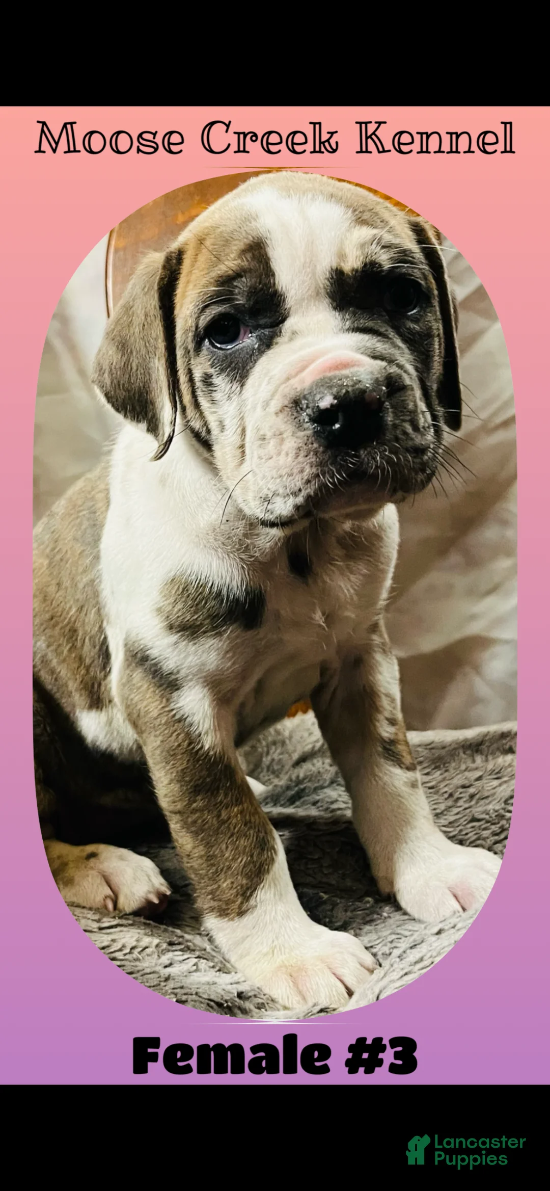 Mixed Breed dogs for sale: Female #3 - Ad 1