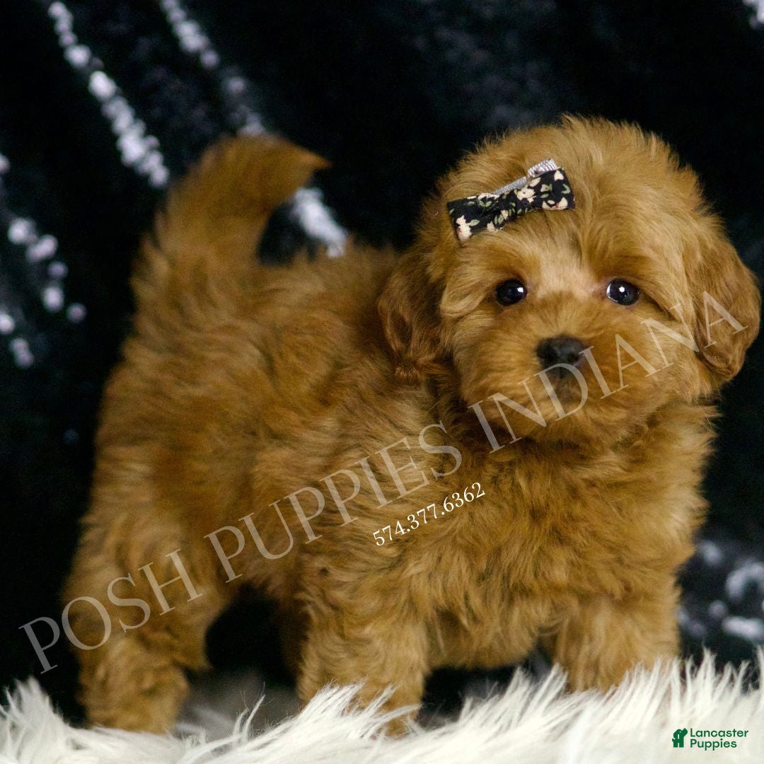 Mini Goldendoodle dogs for sale: Melinda F1BB  - Ad 2