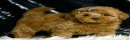 Mini Goldendoodle dogs for sale: Melinda F1BB  - Ad 2