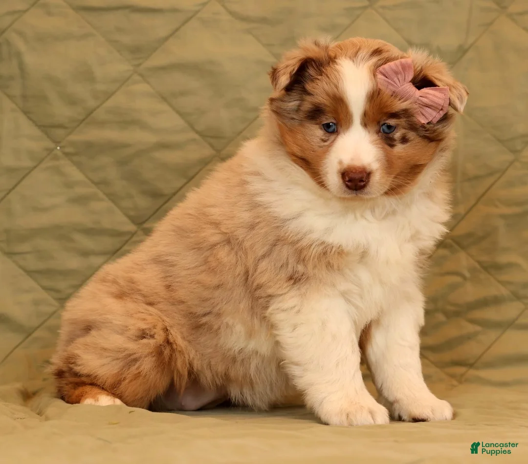 Miniature Australian Shepherd dogs for sale: Chloe - Ad 5