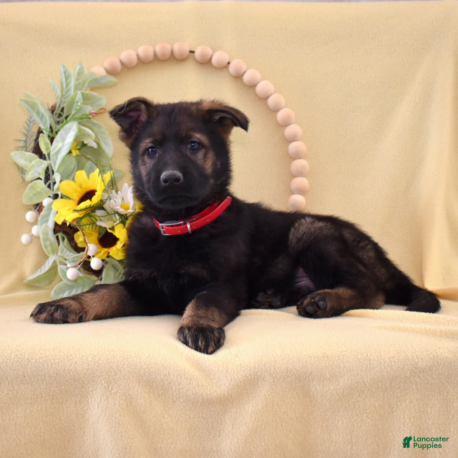 German Shepherd dogs Sheriff - Ad 2