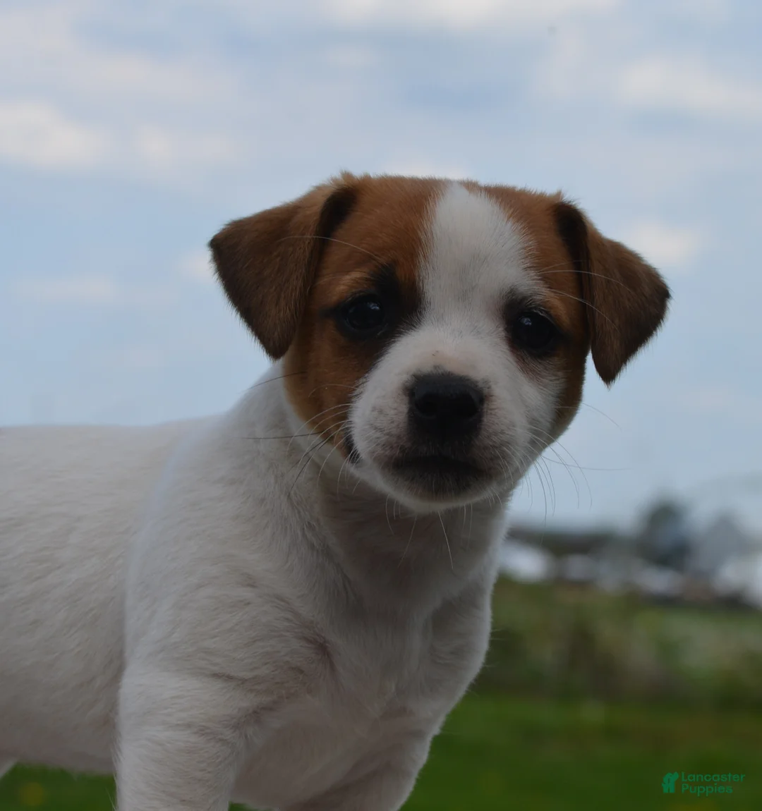 Jack Russell Terrier dogs for sale: Marigold - Ad 1