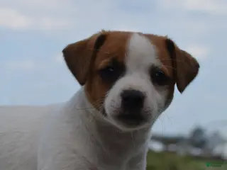 Jack Russell Terrier dogs for sale: Marigold - Ad 3
