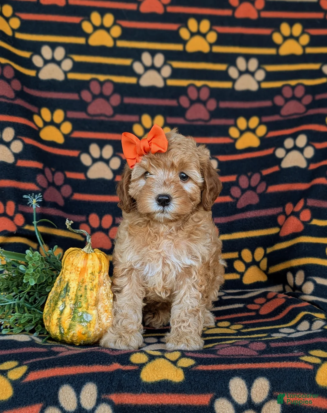 Cockapoo dogs for sale: Jessie Hypoallergenic - Ad 2