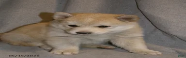 Ava