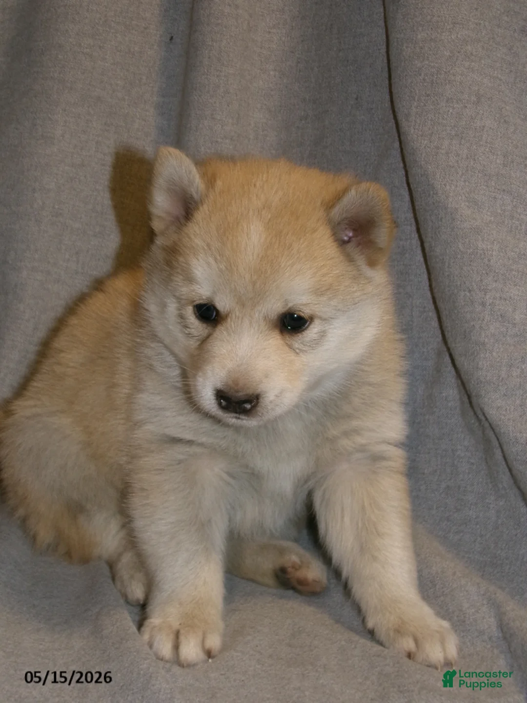 Pomsky dogs for sale: Ava - Ad 1
