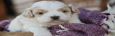 Marian Shihpoo 