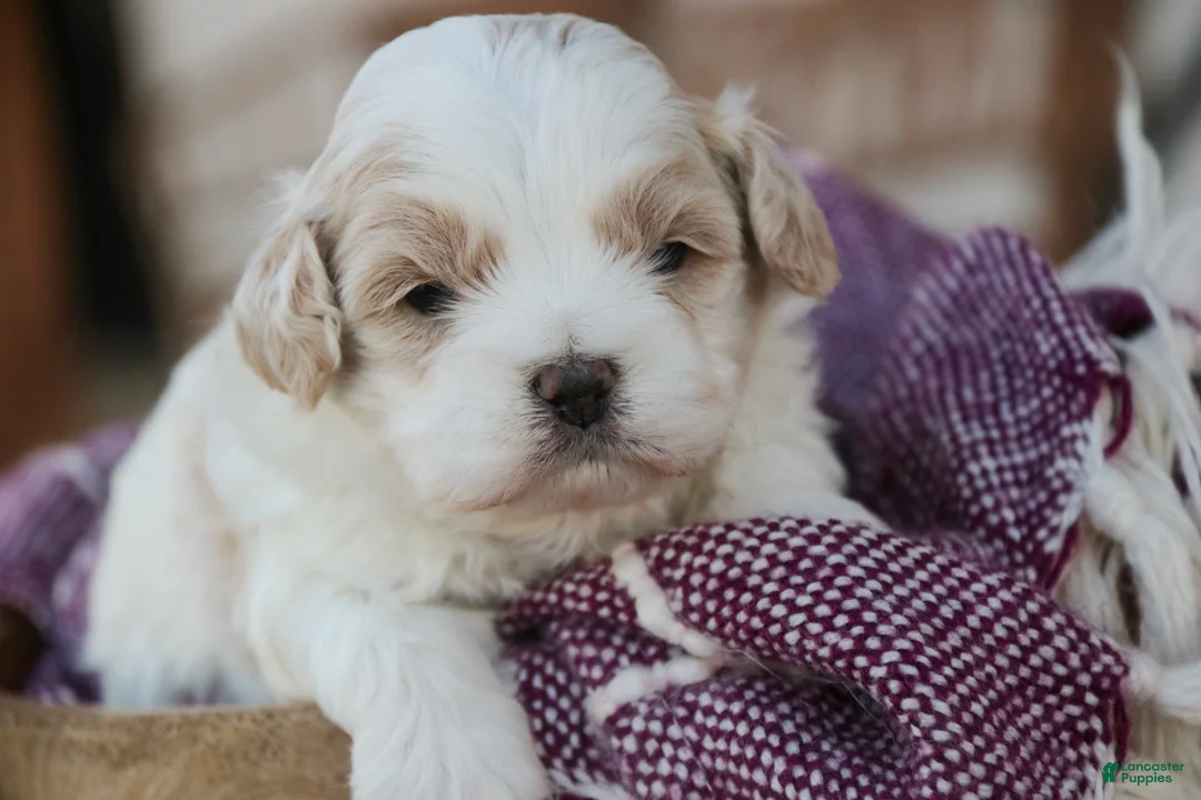 Shihpoo dogs for sale: Marian Shihpoo  - Ad 1