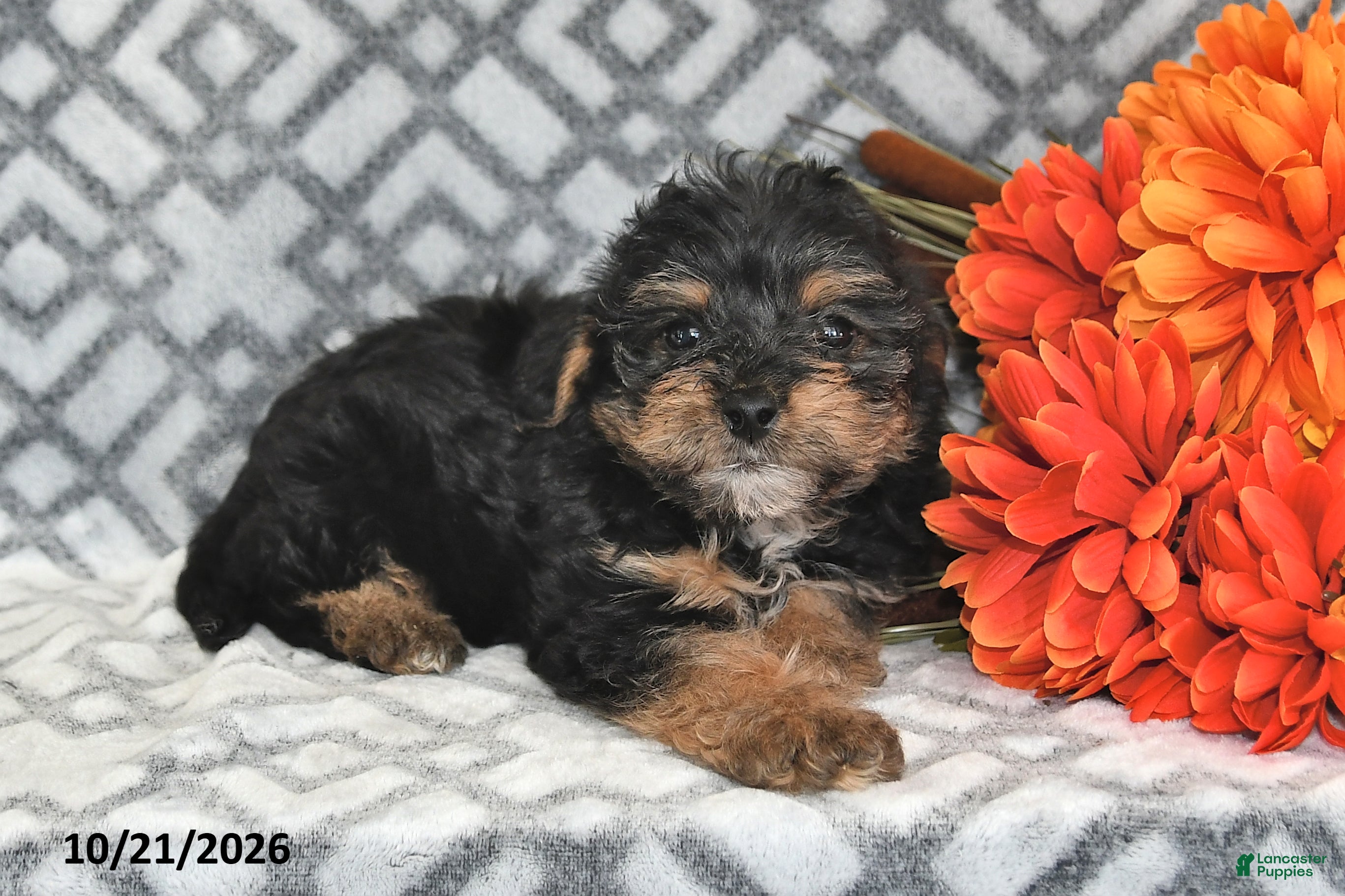 Yorkiepoo dogs Jasper - Ad 2