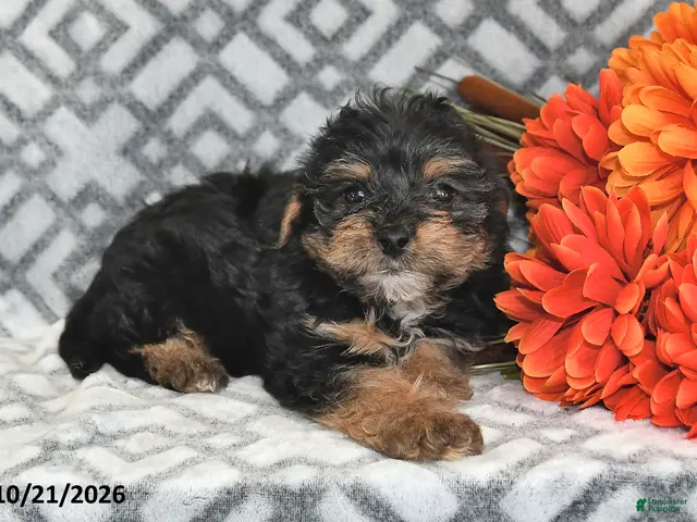 Yorkiepoo dogs for sale: Jasper - Ad 2
