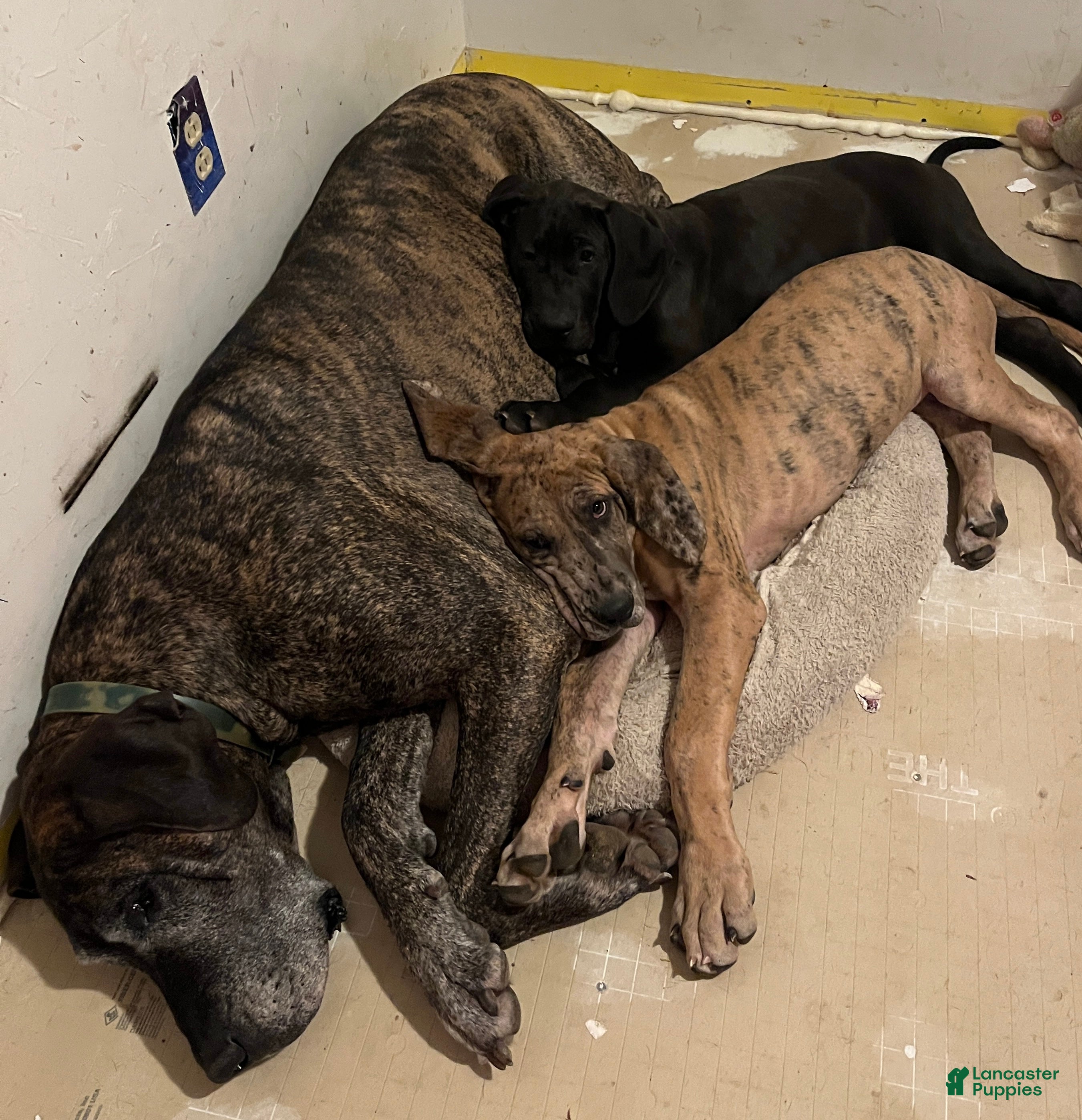 Great Dane dogs Petal - Ad 28