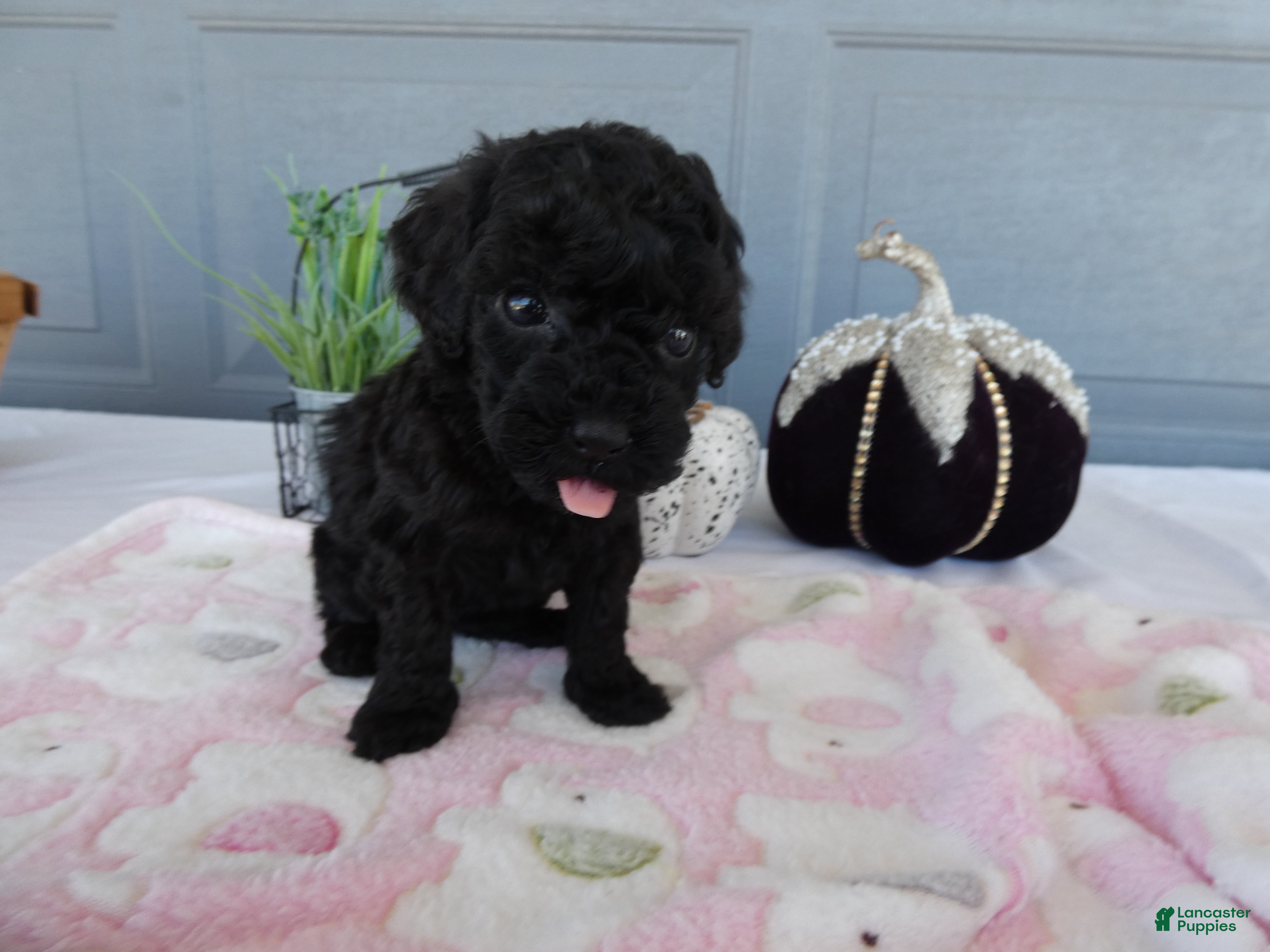Toy Poodle dogs Toy Poodle 2 Bella - Ad 11