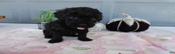 Toy Poodle dogs for sale: Toy Poodle 2 Bella - Ad 1