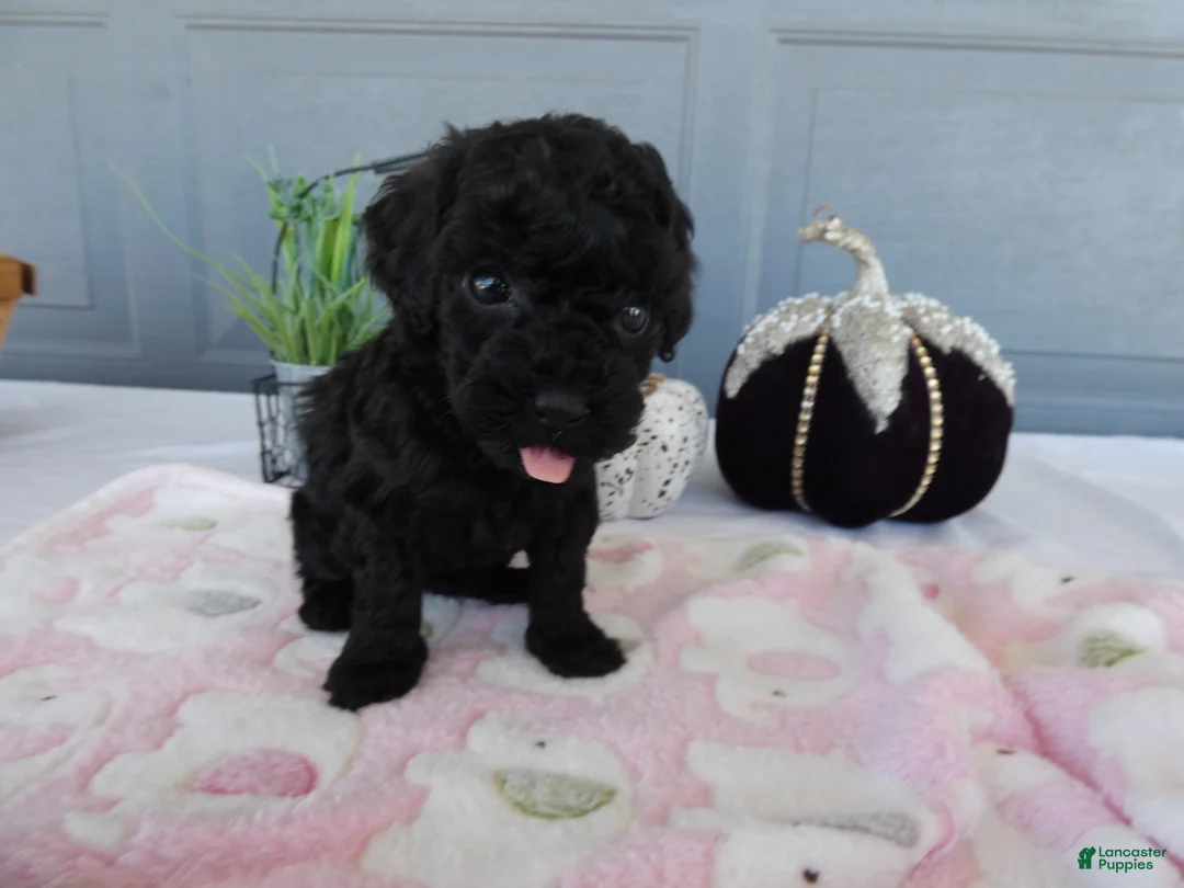Toy Poodle dogs for sale: Toy Poodle 2 Bella - Ad 1
