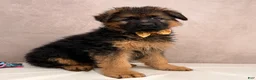 German Shepherd dogs for sale: Oliver  - Ad 6