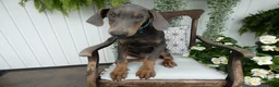 Doberman Pinscher dogs for sale: Doberman Pinscher 1 Baxter - Ad 4