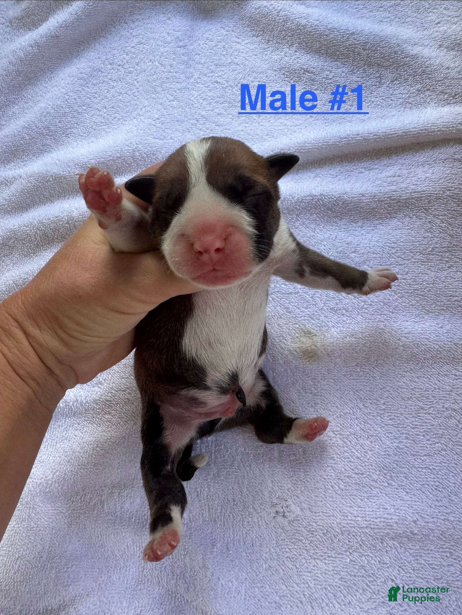 American Bulldog dogs American Bulldog Male #1 - Ad 3