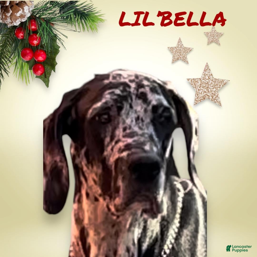 Great Dane dogs for sale: Tiffany - Black - Ad 2