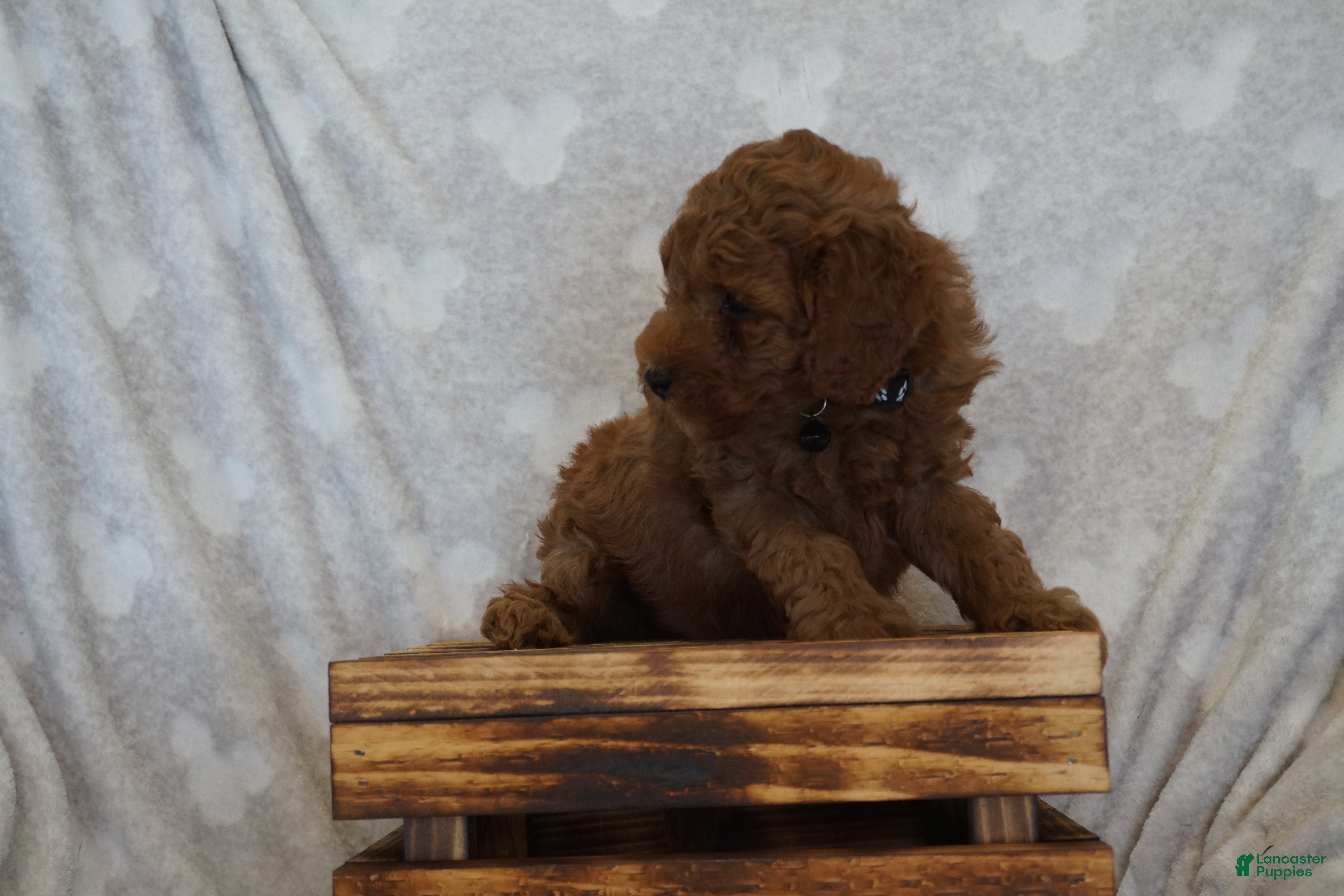 Miniature Poodle dogs Frankie - Ad 2