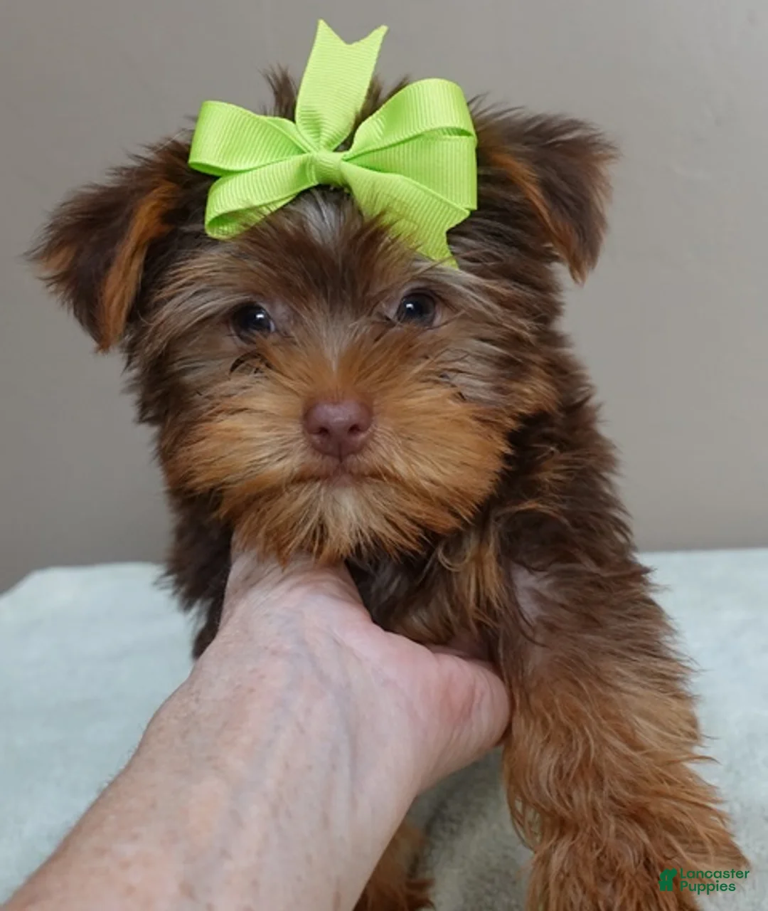 Yorkshire Terrier dogs for sale: Samson - Ad 1