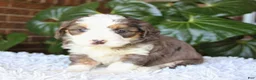 Mini Bernedoodle dogs for sale: Lexi - Ad 4