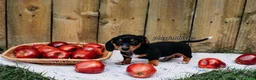 Miniature Dachshund dogs for sale: DNA Clear Black & Tan Piebald Smooth Coat Dachshund Puppy - Ad 4